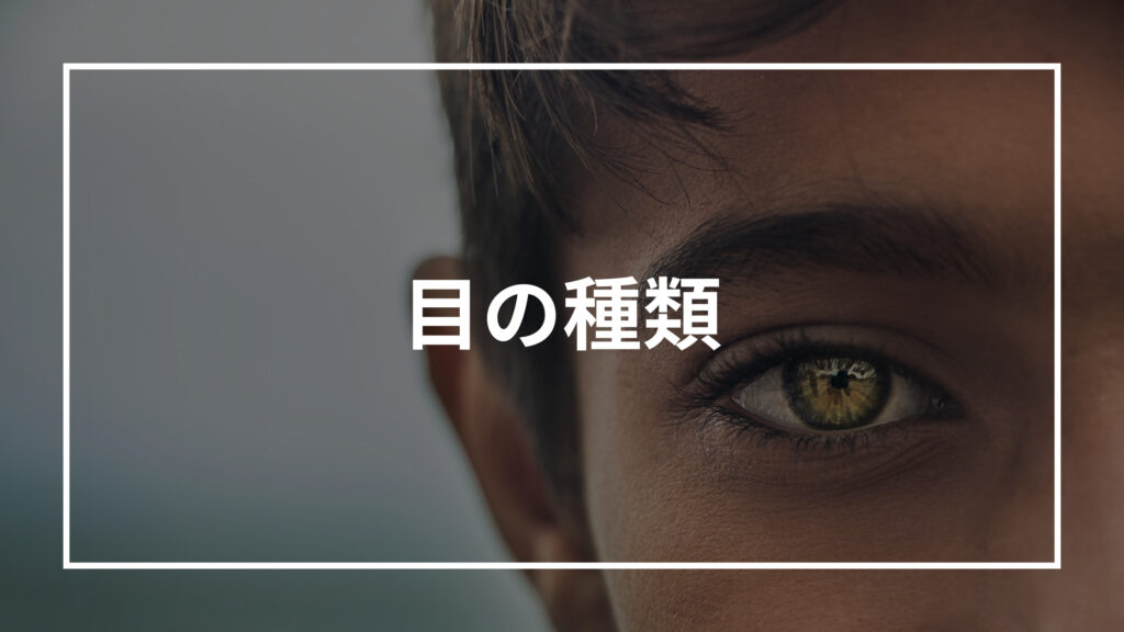 目の種類